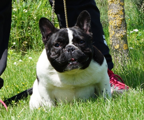 https://www.ibiscoblu.it/wordpress/wp-content/uploads/2018/03/A-DOLCE-VITA-MADRE-FRUSTYLE-FREDERICA-PAP&agrave;-RCCO-FRENCHIES-VALE-DO-LECA-e1520789023639-600x500.jpg