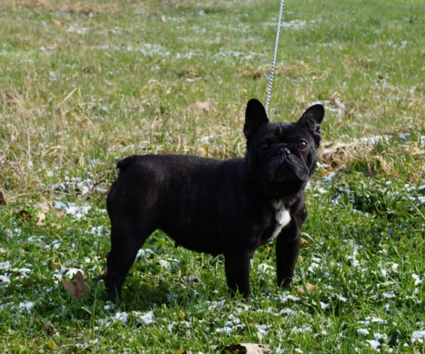 https://www.ibiscoblu.it/wordpress/wp-content/uploads/2018/03/FRUSTYLE-FREDERICA-MAMMA-BATTAI-BOLDOG-BULLY-DELILAH-MET-PAP&agrave;-AVIGDORS-TROUBADOUR-FOR-FRUSTYLE-RKF-_2-e1520795147234-600x500.jpg