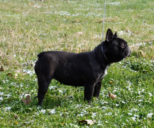 https://www.ibiscoblu.it/wordpress/wp-content/uploads/2018/03/FRUSTYLE-FREDERICA-MAMMA-BATTAI-BOLDOG-BULLY-DELILAH-MET-PAP&agrave;-AVIGDORS-TROUBADOUR-FOR-FRUSTYLE-RKF-e1520795242976-600x500.jpg