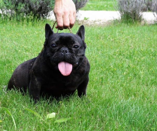 MALIZIA MAMMA FRUSTYLE FREDERICA PAP&agrave; FRENCHIES VALE DO LECA