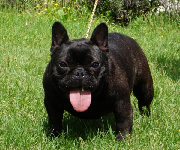 https://www.ibiscoblu.it/wordpress/wp-content/uploads/2018/03/MALIZIA-MAMMA-FRUSTYLE-FREDERICA-PAP&agrave;-FRENCHIES-VALE-DO-LECA_2-e1520786344302-600x500.jpg