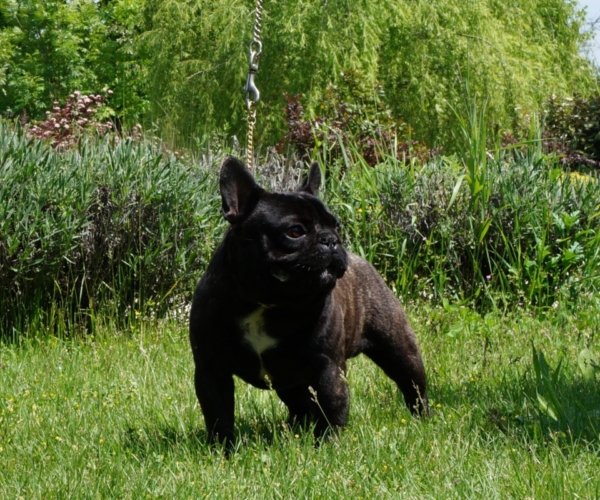 BOULEGODUE IBISCO BLU_THE-FLOATING-PIERS-MAMMA-FRUSTYLE-FREDERICA_PAPA-ROCCO-FRENCHIES-VALE-DO-LECA